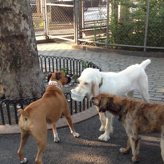 Dog Park Days by Buster