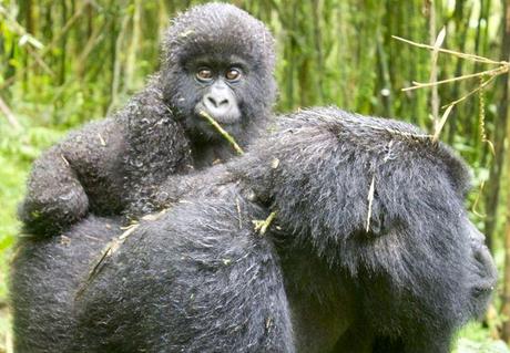 Mountain gorilla mother and baby in Volcanoes National Park, Rwanda