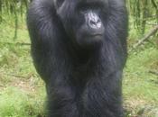 Meeting Mountain Gorillas: Most EPIC Experience Ever!