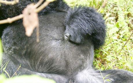 Drunk gorilla in Volcanoes National Park  playing with his belly button.