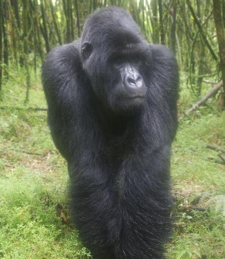 One of three silverbacks in the Sabyinyo troop in Volcanoes National Park, Rwanda