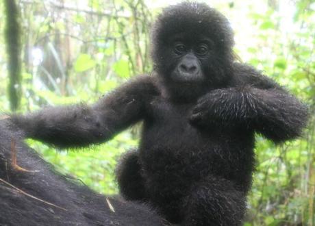 Baby mountain gorilla posing for photos in Volcanoes National Park, Rwanda