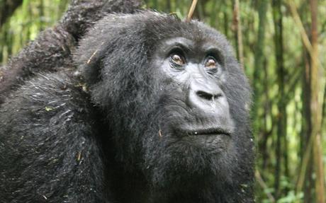 Kampanga, the mother mountain gorilla who melted my heart.