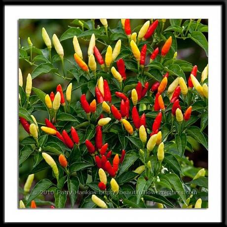 Links – May 31, 2013 tabasco_peppers