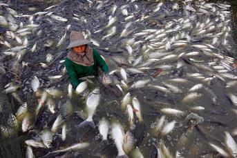 A Thai fisherman catches freshwater white tilapia fish at a fish farm in Samut Prakarn province, June 2012. Sukree Sukplang/Reuters/File