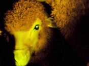 Glowing Sheep Created Uruguayan Scientists
