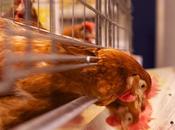 Study Finds Increased Levels Arsenic Chicken