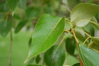 Populus trichocarpa Leaf (18/05/2013, Kew Gardens, London)