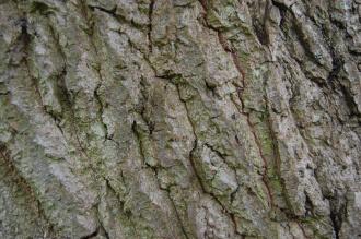 Populus trichocarpa Bark (18/05/2013, Kew Gardens, London)