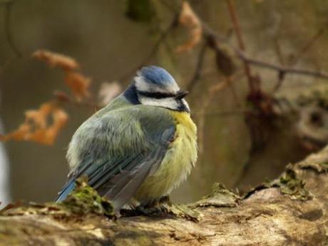 Blue Tit-Blaumeise3