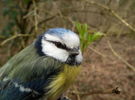 Blue Tit-Blaumeise2