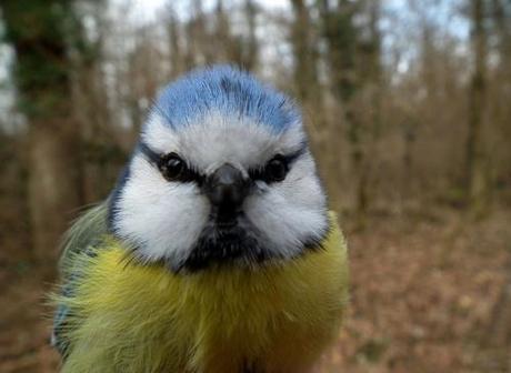 Blue Tit-Baumeise1