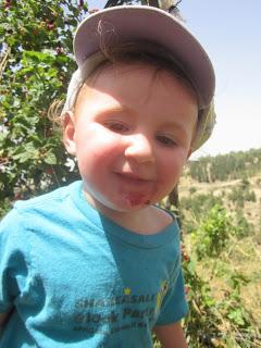 Touring Eretz Yisrael: Organic Berry picking in Gush Etzion