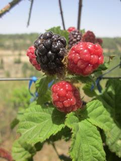 Touring Eretz Yisrael: Organic Berry picking in Gush Etzion