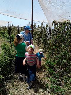 Touring Eretz Yisrael: Organic Berry picking in Gush Etzion