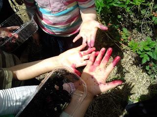 Touring Eretz Yisrael: Organic Berry picking in Gush Etzion