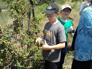 Touring Eretz Yisrael: Organic Berry picking in Gush Etzion