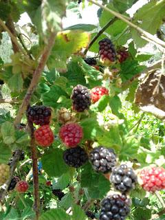 Touring Eretz Yisrael: Organic Berry picking in Gush Etzion