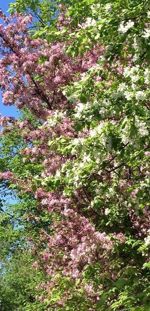 WEEKEND FLOWERS - flowering trees