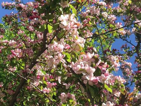 WEEKEND FLOWERS - flowering trees