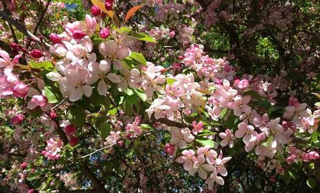 WEEKEND FLOWERS - flowering trees