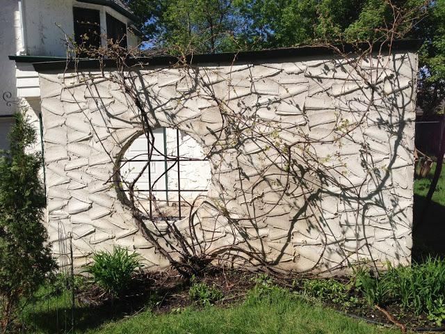 PRUNING THE VINE - advice taken!