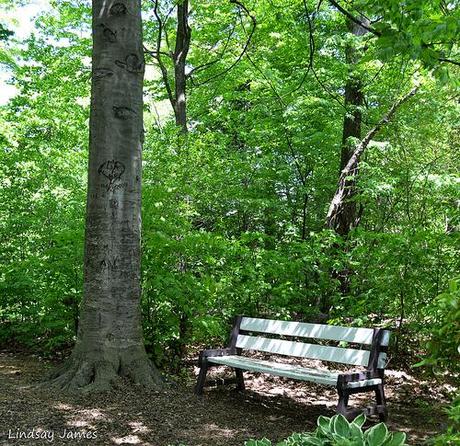 A Lonely Bench at the Civic Gardens