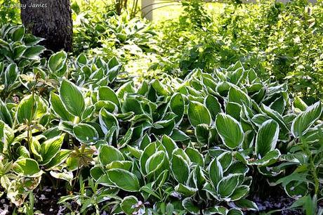 Hostas at the Civic Gardens