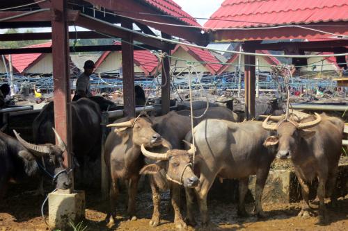 Toraja Rantepao Buffalo market