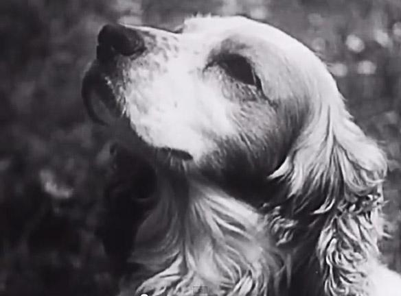 SEE Rare Vintage DOG Training Video Circa 1940!