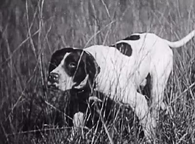 SEE Rare Vintage DOG Training Video Circa 1940!