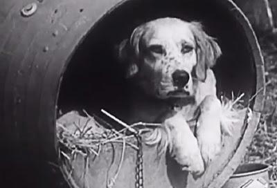 SEE Rare Vintage DOG Training Video Circa 1940!