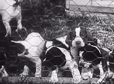 SEE Rare Vintage DOG Training Video Circa 1940!
