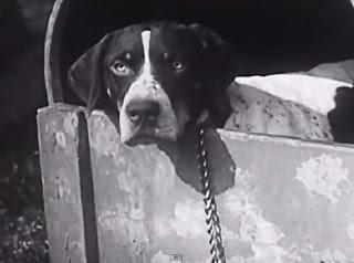 SEE Rare Vintage DOG Training Video Circa 1940!