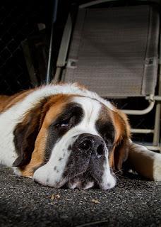 Breed Profile: Saint Bernard