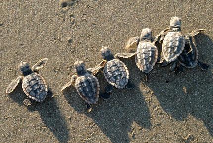 LOggerheadHatchlings2