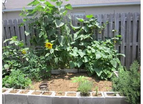 Preschool Plant Unit