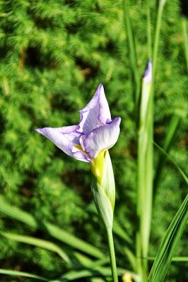 Irises