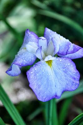 Irises