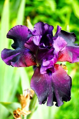 Irises