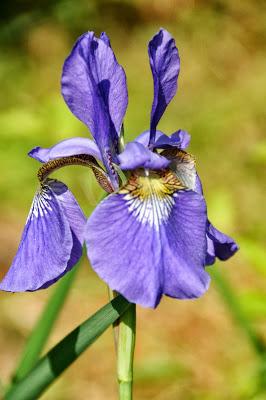 Irises