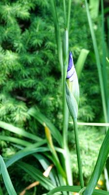 Irises