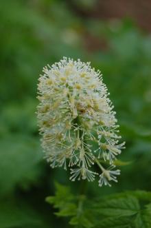 Actaea rubra Flower (18/05/2013, Kew Gardens, London)