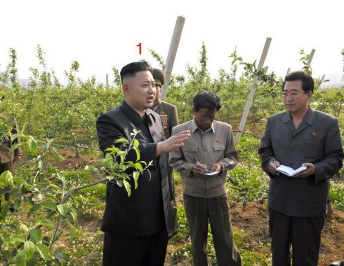 Kim Jong Un (1) tours pomiculture plantings at Kosan Fruit Farm (Photo: Rodong Sinmun).