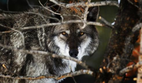 gray wolf, Yellowstone, Wyoming