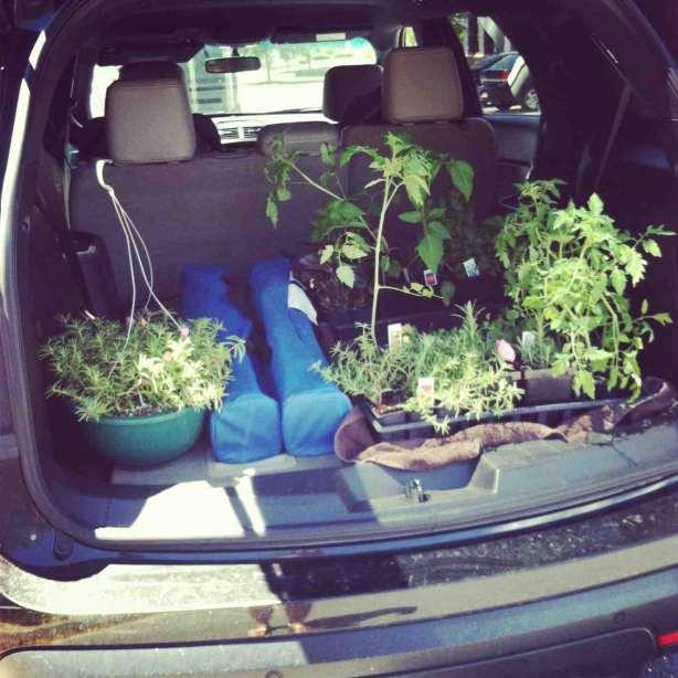 plants in car