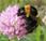 Britain Tries (Again) Re-Introduce Extinct Bees