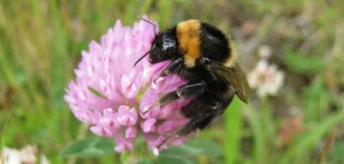 Short-haired bee. Photo by Nikki Gammans, courtesy RSPB