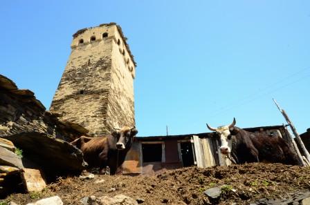 cows in Ushguli