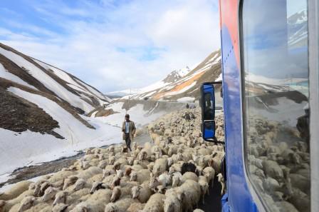 sheep being run on the Georgian military highway